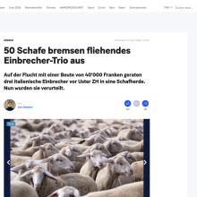 Zürich: 50 Schafe bremsen fliehendes Einbrecher-Trio aus